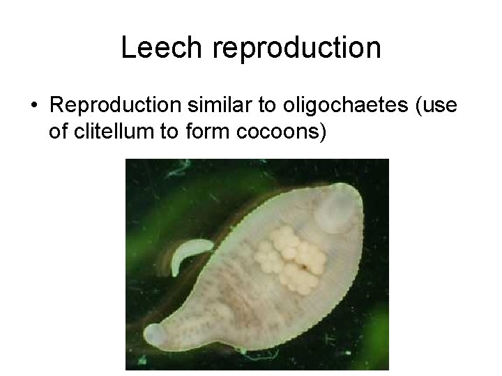 Leech reproduction • Reproduction similar to oligochaetes (use of clitellum to form cocoons) 