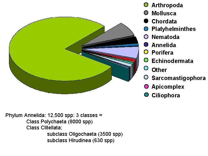 Arthropoda Mollusca Chordata Platyhelminthes Nematoda Annelida Porifera Echinodermata Other Sarcomastigophora Apicomplex Ciliophora Phylum Annelida:
