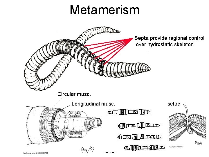 Metamerism Septa provide regional control over hydrostatic skeleton Circular musc. Longitudinal musc. setae 