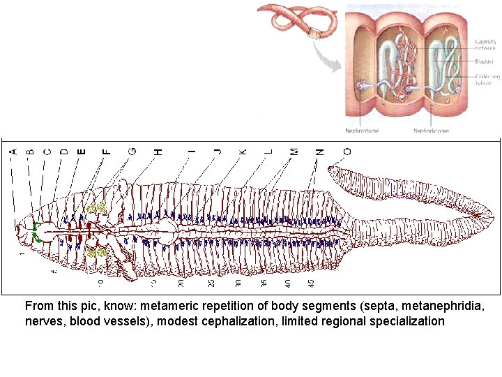 From this pic, know: metameric repetition of body segments (septa, metanephridia, nerves, blood vessels),