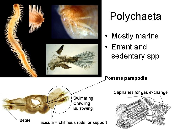 Polychaeta • Mostly marine • Errant and sedentary spp Possess parapodia: Capillaries for gas