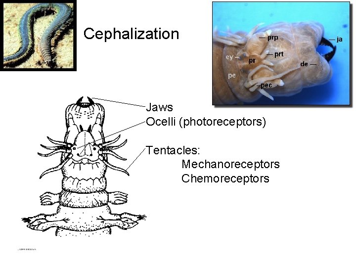 Cephalization Jaws Ocelli (photoreceptors) Tentacles: Mechanoreceptors Chemoreceptors 