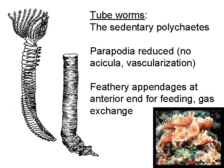 Tube worms: The sedentary polychaetes Parapodia reduced (no acicula, vascularization) Feathery appendages at anterior