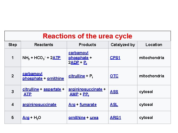 Reactions of the urea cycle Step Reactants Products Catalyzed by Location 1 NH 3