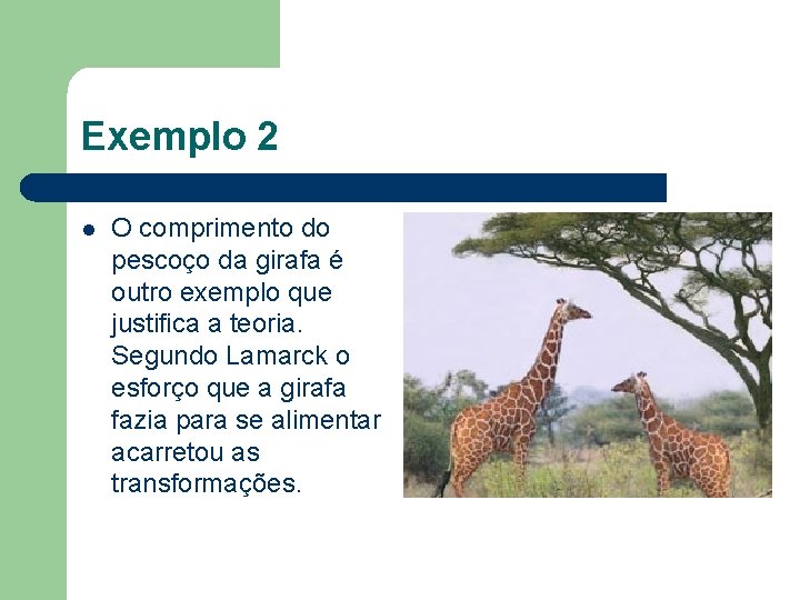 Exemplo 2 l O comprimento do pescoço da girafa é outro exemplo que justifica