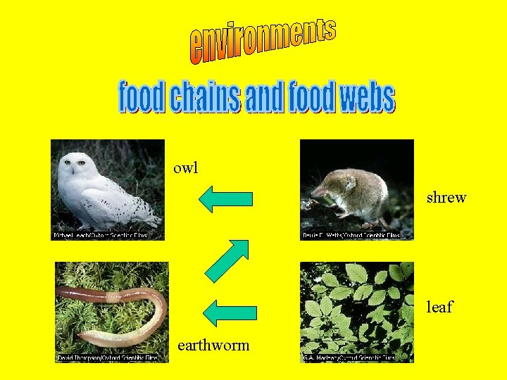 owl shrew leaf earthworm 