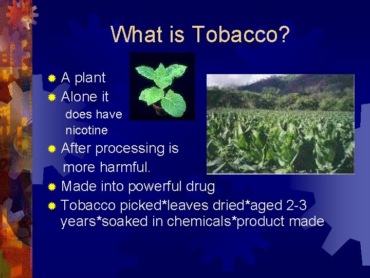What is Tobacco? ®A plant ® Alone it does have nicotine ® After processing