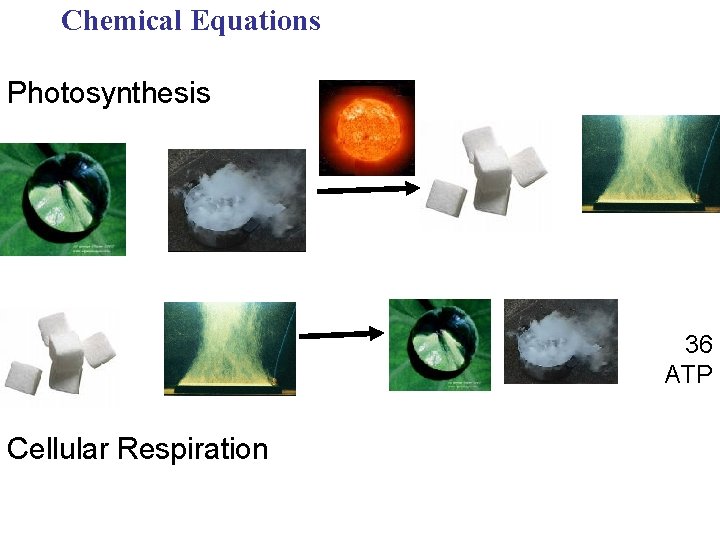 Chemical Equations Photosynthesis 36 ATP Cellular Respiration 
