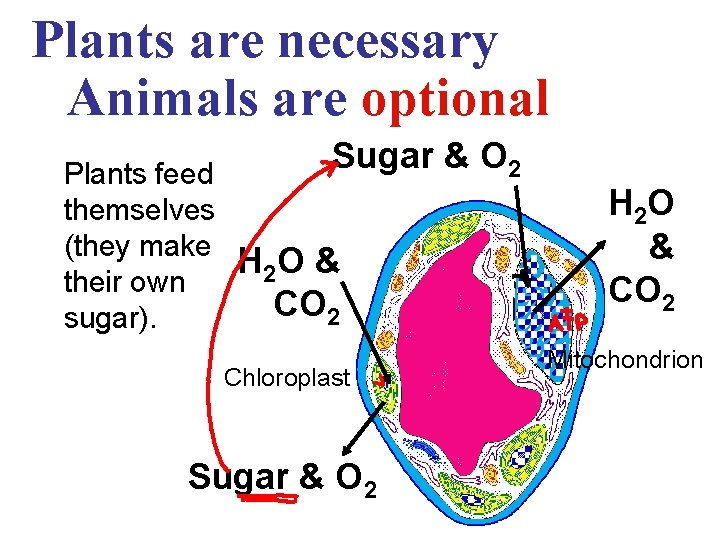 Plants are necessary Animals are optional Plants feed themselves (they make their own sugar).