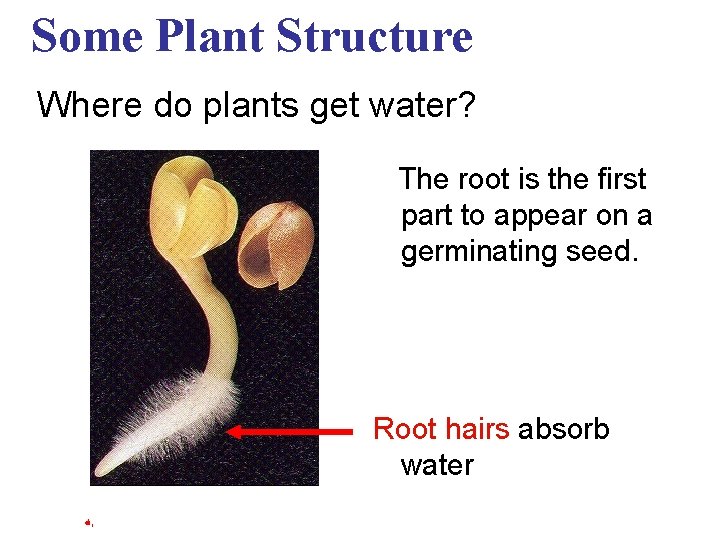 Some Plant Structure Where do plants get water? The root is the first part