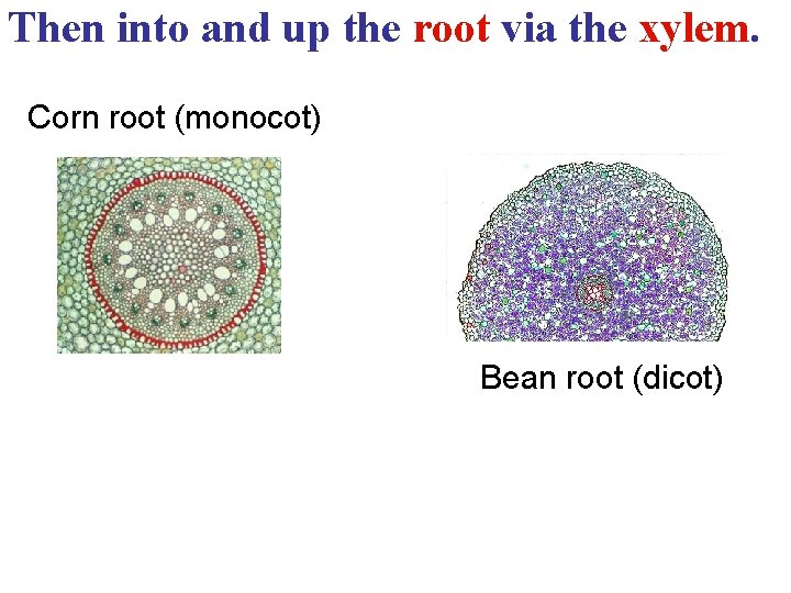 Then into and up the root via the xylem. Corn root (monocot) Bean root