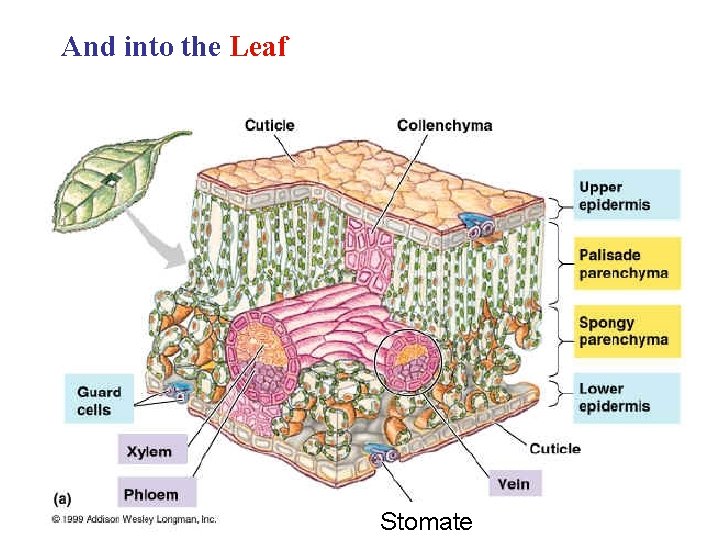 And into the Leaf Stomate 