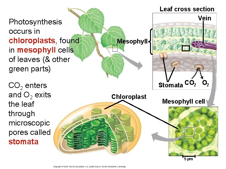 Photosynthesis occurs in chloroplasts, found in mesophyll cells of leaves (& other green parts)