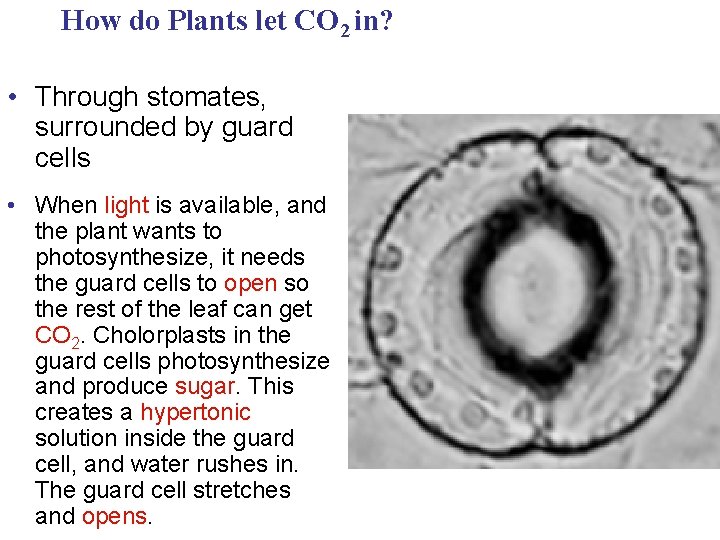 How do Plants let CO 2 in? • Through stomates, surrounded by guard cells