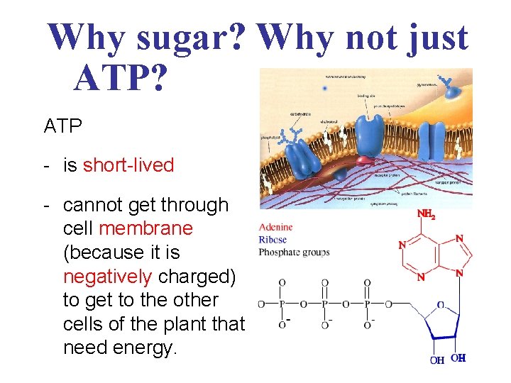Why sugar? Why not just ATP? ATP - is short-lived - cannot get through