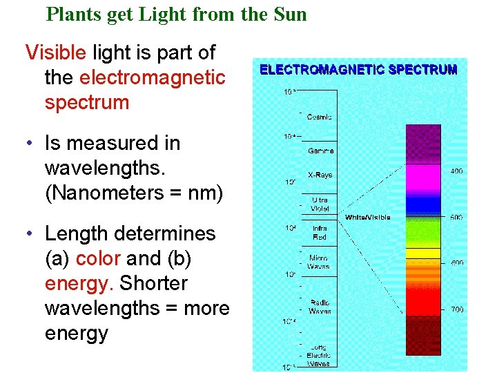 Plants get Light from the Sun Visible light is part of the electromagnetic spectrum