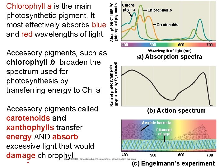 Absorption of light by chloroplast pigments Chlorophyll a is the main photosynthetic pigment. It