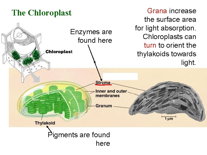 The Chloroplast Enzymes are found here Pigments are found here Grana increase the surface