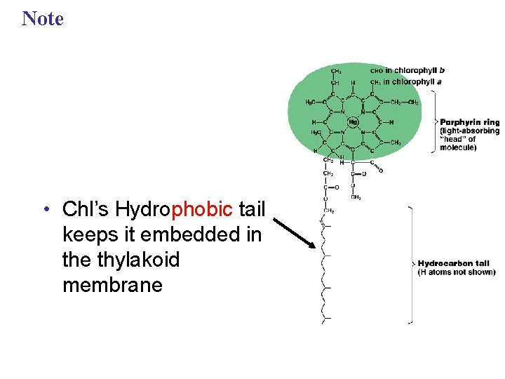 Note • Chl’s Hydrophobic tail keeps it embedded in the thylakoid membrane 