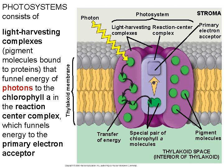 light-harvesting complexes (pigment molecules bound to proteins) that funnel energy of photons to the