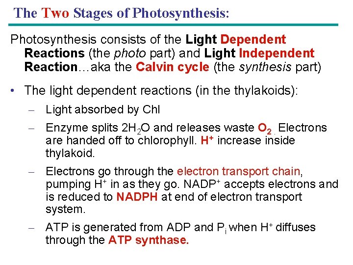 The Two Stages of Photosynthesis: Photosynthesis consists of the Light Dependent Reactions (the photo