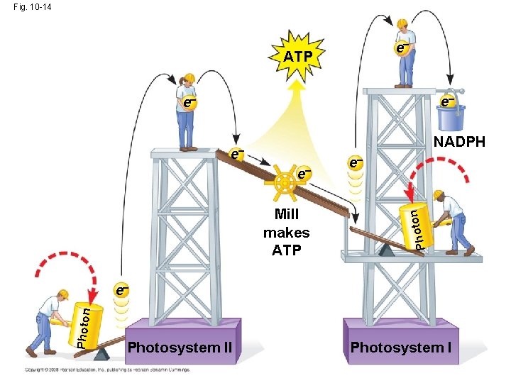Fig. 10 -14 e– ATP e– e– NADPH Mill makes ATP n e– e–