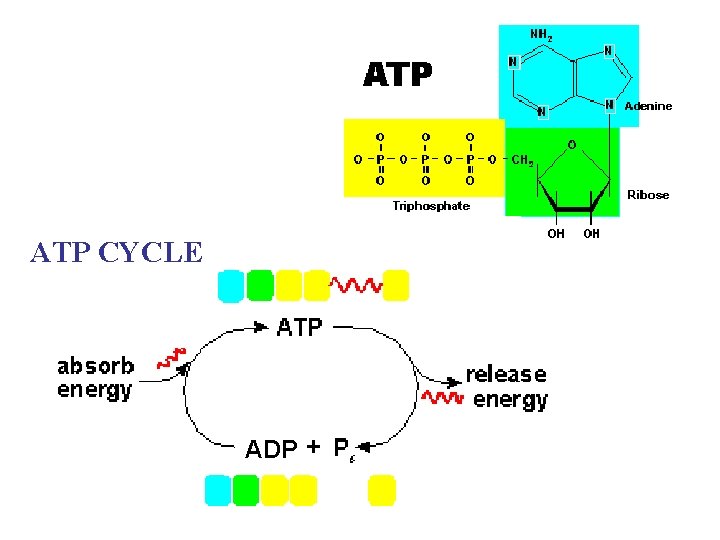 ATP CYCLE ADP 