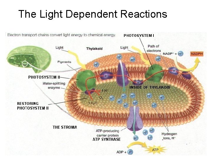 The Light. Reaction Dependent Reactions 