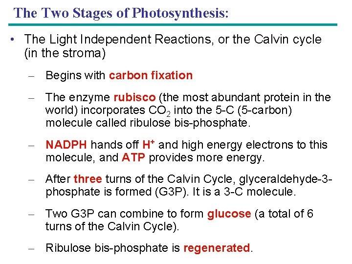 The Two Stages of Photosynthesis: • The Light Independent Reactions, or the Calvin cycle