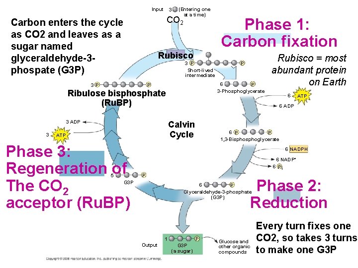 Input 3 (Entering one at a time) CO 2 Carbon enters the cycle as