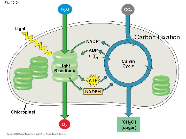 Fig. 10 -5 -4 CO 2 H 2 O Light NADP+ Carbon Fixation ADP