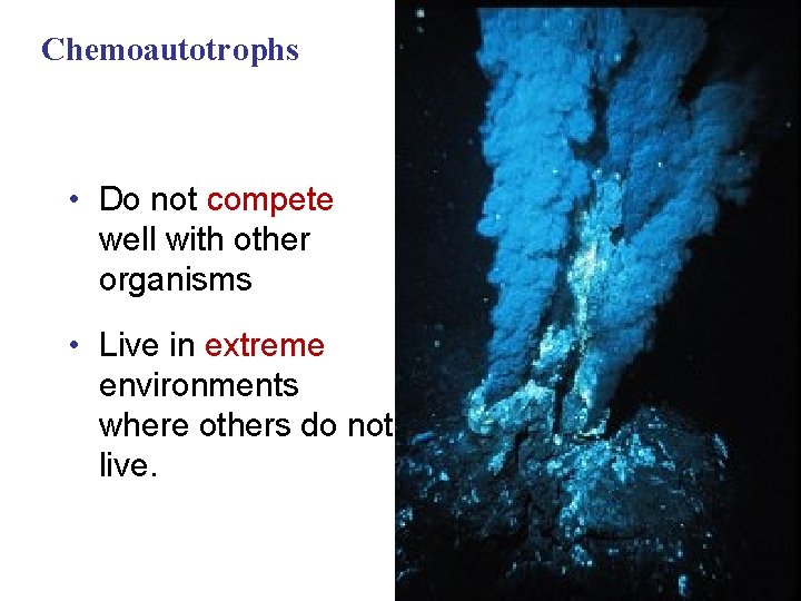 Chemoautotrophs • Do not compete well with other organisms • Live in extreme environments