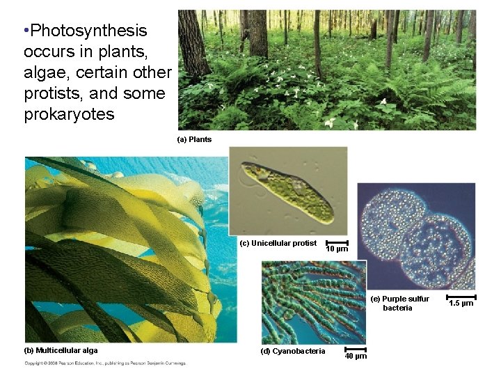  • Photosynthesis occurs in plants, algae, certain other protists, and some prokaryotes (a)