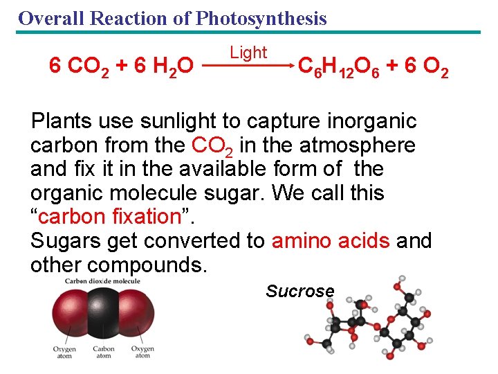 Overall Reaction of Photosynthesis 6 CO 2 + 6 H 2 O Light C