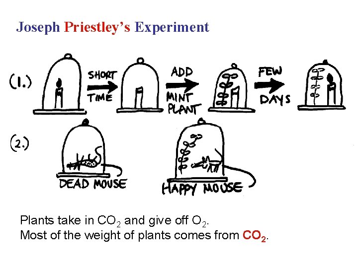 Joseph Priestley’s Experiment Plants take in CO 2 and give off O 2. Most