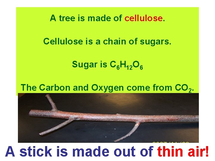 A tree is made of cellulose. Cellulose is a chain of sugars. Sugar is