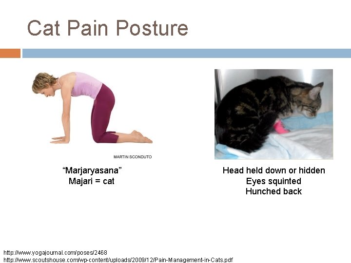 Cat Pain Posture “Marjaryasana” Majari = cat Head held down or hidden Eyes squinted