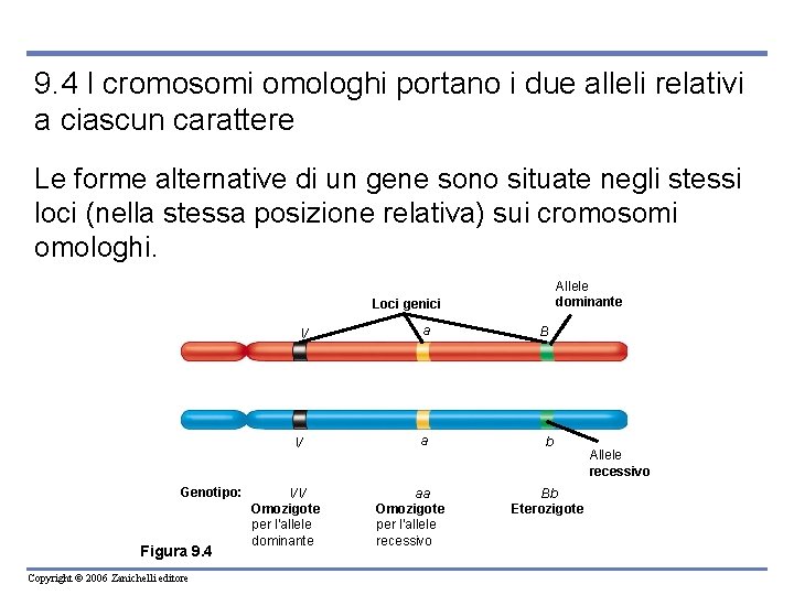 9. 4 I cromosomi omologhi portano i due alleli relativi a ciascun carattere Le