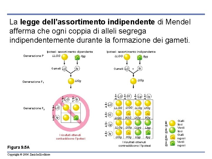 La legge dell’assortimento indipendente di Mendel afferma che ogni coppia di alleli segrega indipendentemente