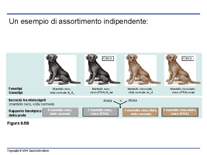Un esempio di assortimento indipendente: Cieco Fenotipi Genotipi Mantello nero, vista normale N_A_ Incrocio