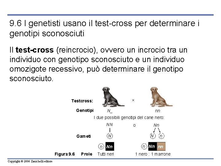 9. 6 I genetisti usano il test-cross per determinare i genotipi sconosciuti Il test-cross