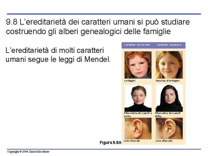 9. 8 L’ereditarietà dei caratteri umani si può studiare costruendo gli alberi genealogici delle