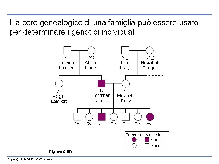 L’albero genealogico di una famiglia può essere usato per determinare i genotipi individuali. Ss