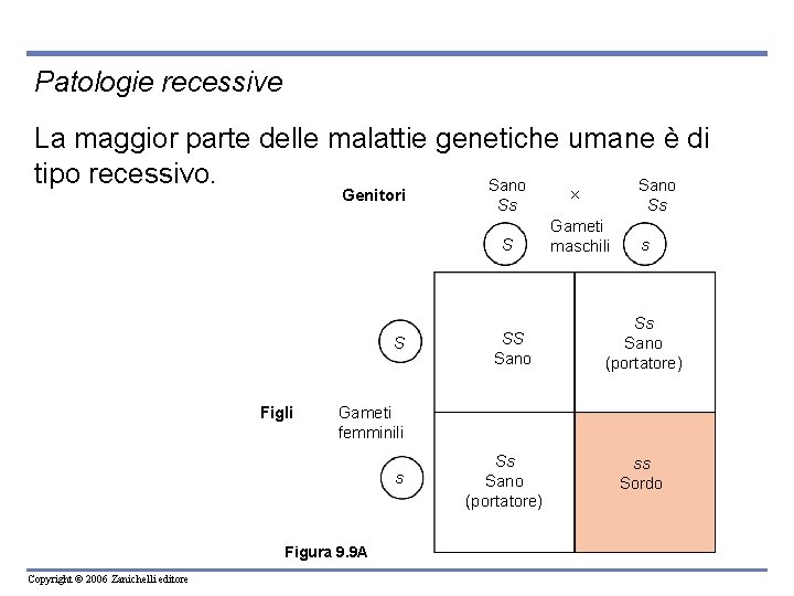 Patologie recessive La maggior parte delle malattie genetiche umane è di tipo recessivo. Sano