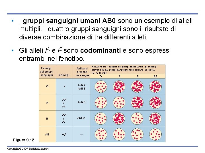  • I gruppi sanguigni umani AB 0 sono un esempio di alleli multipli.