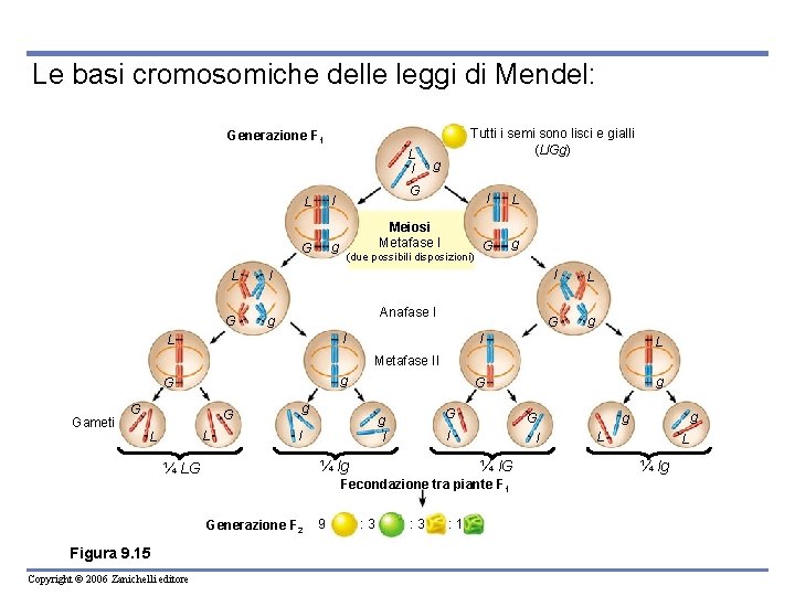 Le basi cromosomiche delle leggi di Mendel: Tutti i semi sono lisci e gialli