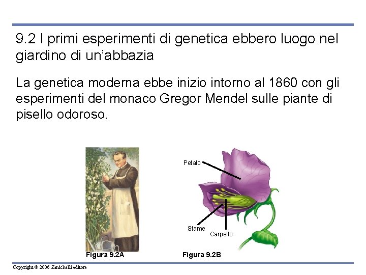 9. 2 I primi esperimenti di genetica ebbero luogo nel giardino di un’abbazia La
