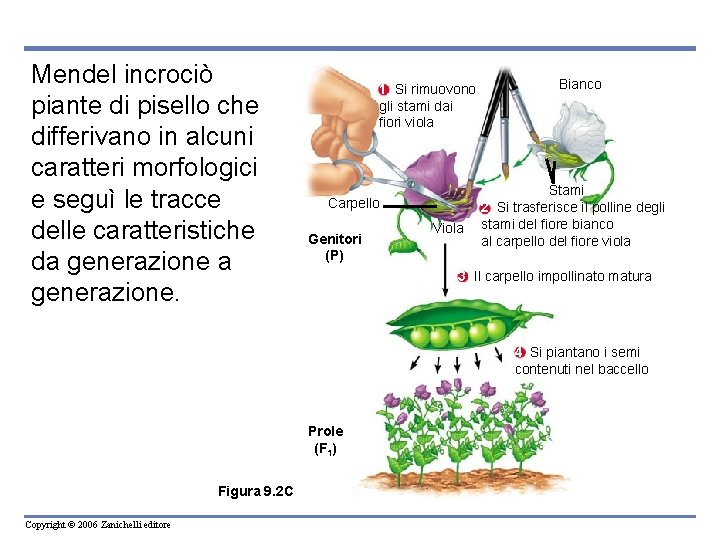 Mendel incrociò piante di pisello che differivano in alcuni caratteri morfologici e seguì le