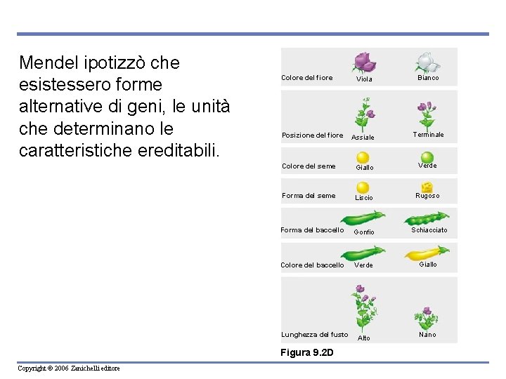 Mendel ipotizzò che esistessero forme alternative di geni, le unità che determinano le caratteristiche
