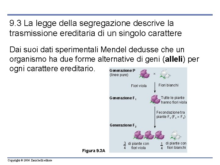 9. 3 La legge della segregazione descrive la trasmissione ereditaria di un singolo carattere
